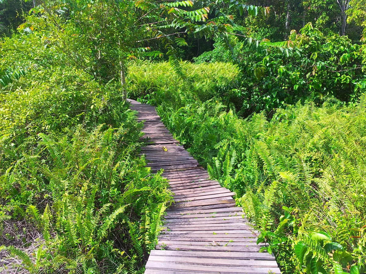 Тропический лес у озера Краби