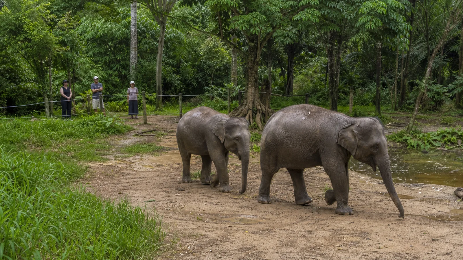 Борнейские слоны в природном вольере Lok Kawi Wildlife Park