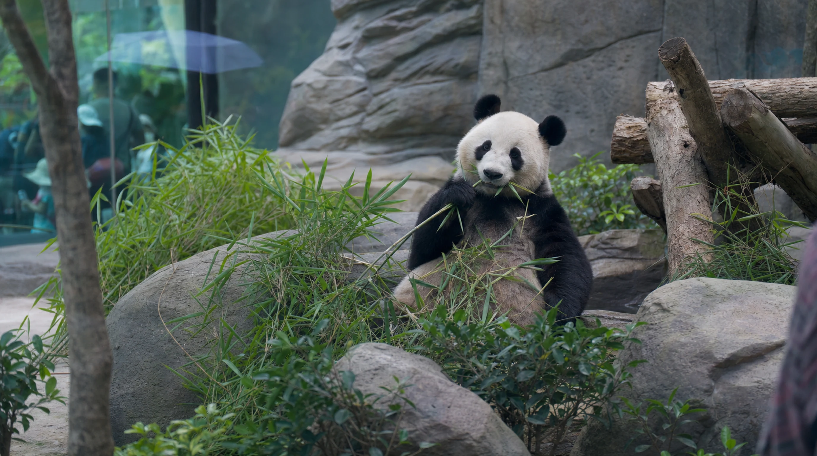 Большая панда в павильоне Ocean Park ест бамбук