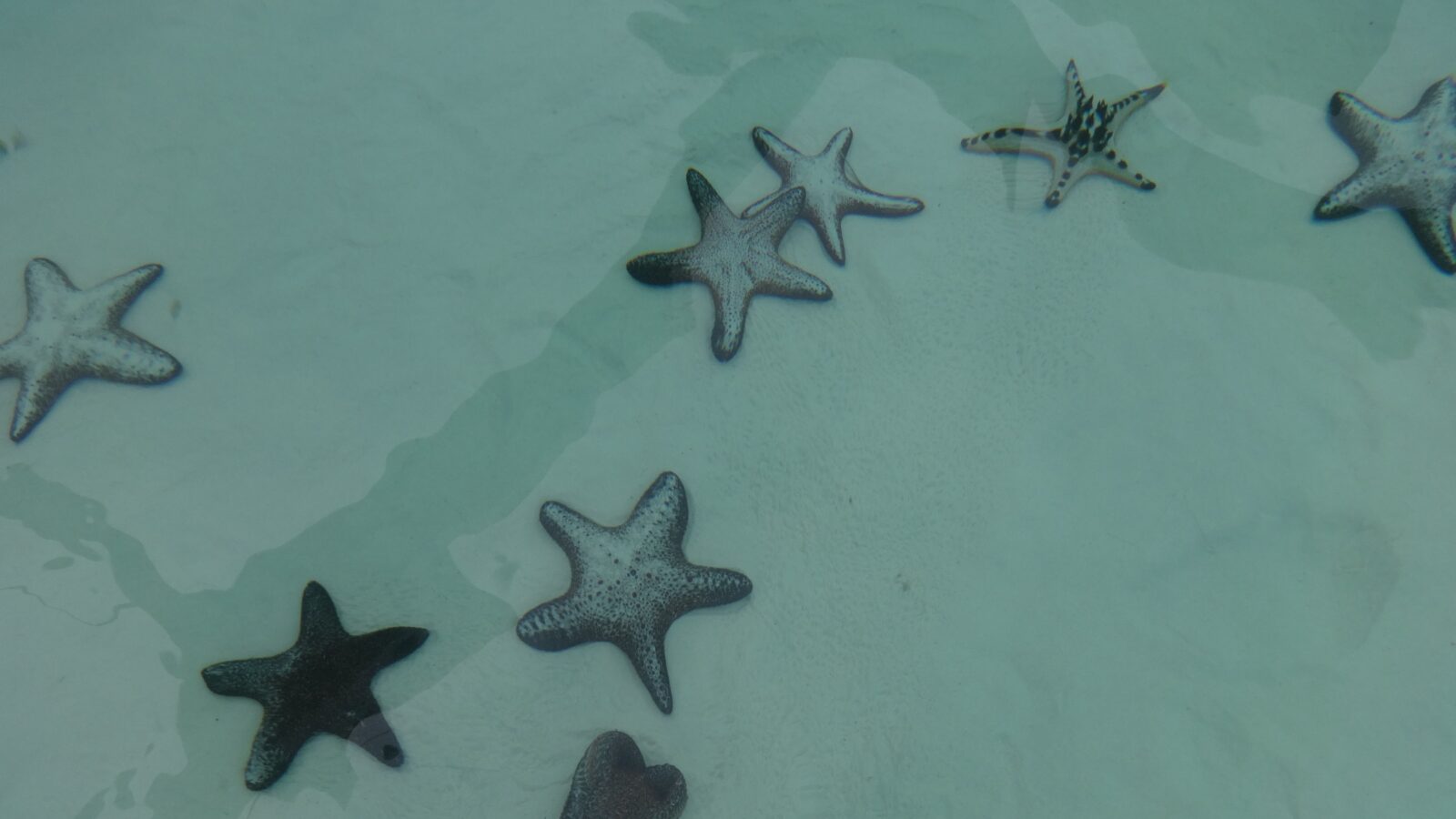 Морские звёзды в прозрачной воде у острова Таликуд